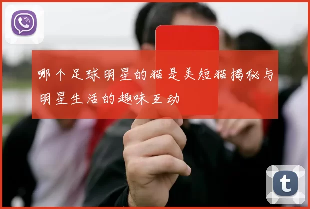 哪个足球明星的猫是美短猫揭秘与明星生活的趣味互动